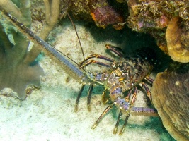 Spiny Lobster IMG 7187